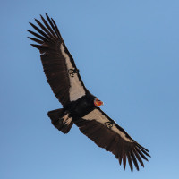 California Condor